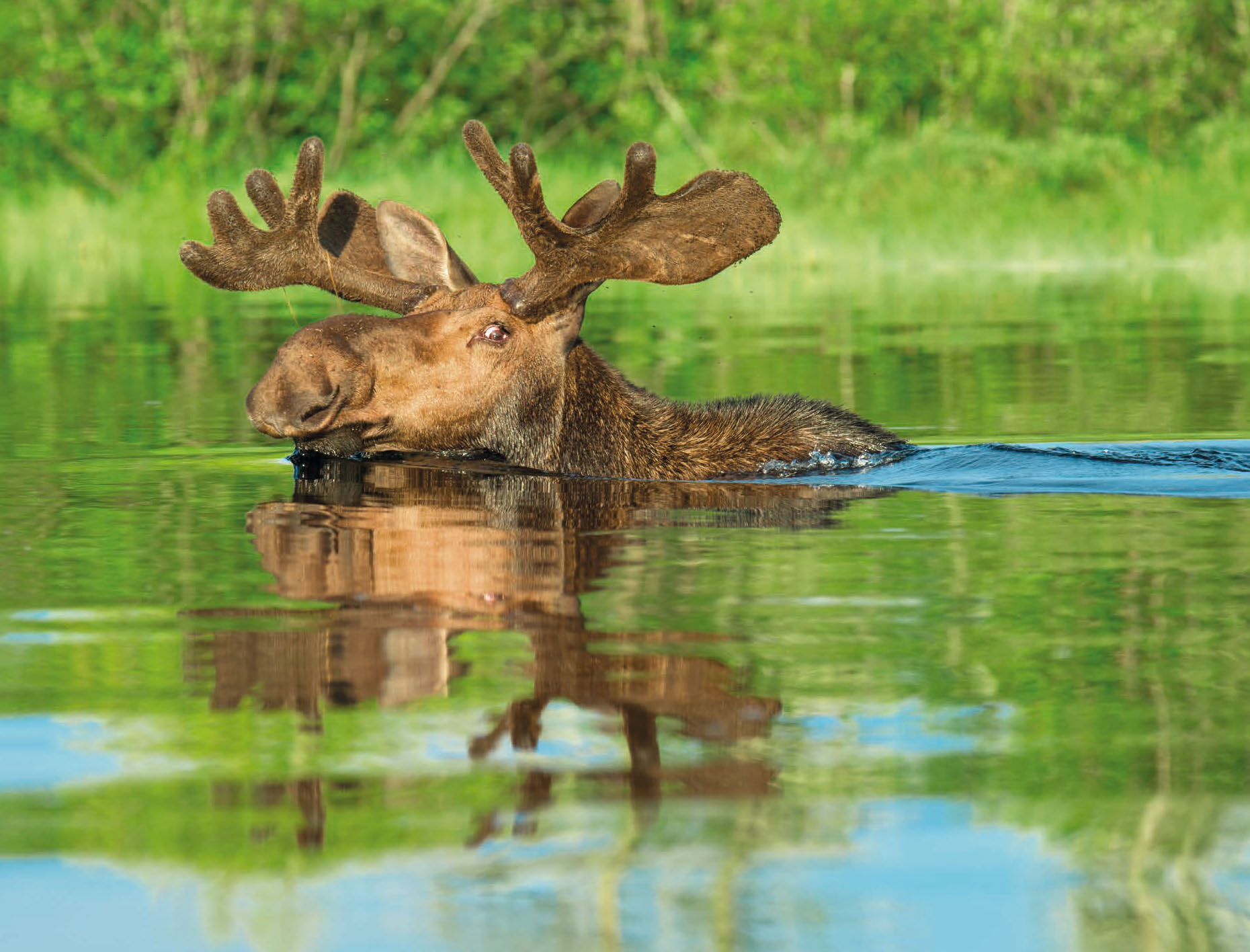 Moose Calendar | Maine Scene | Maine Souvenirs and Calendars