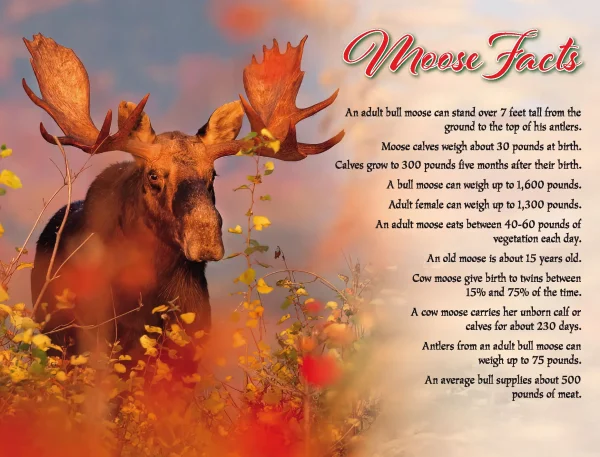 Moose Calendar - Image 3