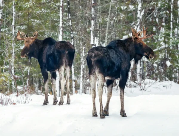 Moose Calendar - Image 4