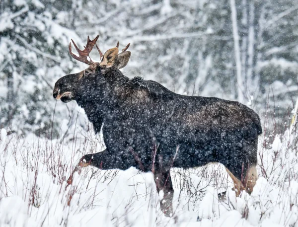 Moose Calendar - Image 6