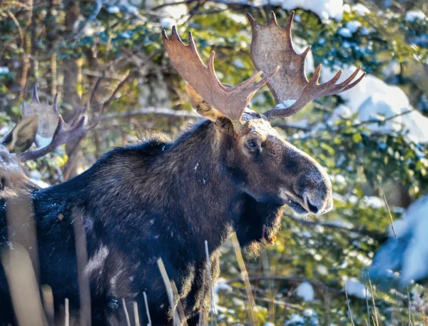 Moose Calendar - Image 7