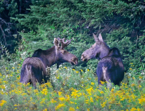 Moose Calendar - Image 8