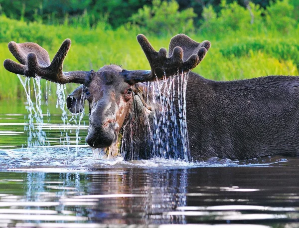 Moose Calendar - Image 9
