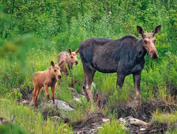 Moose Calendar - Image 10