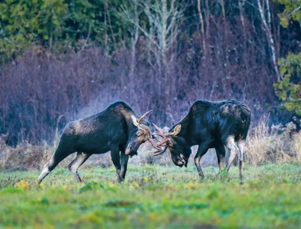 Moose Calendar - Image 11