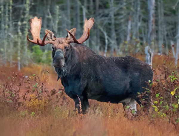 Moose Calendar - Image 12
