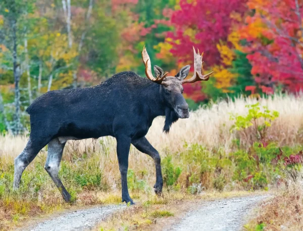 Moose Calendar - Image 16