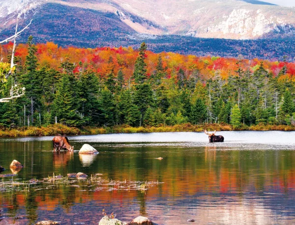 Moose Calendar - Image 15
