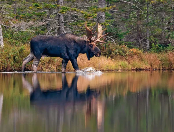 Moose Calendar - Image 14