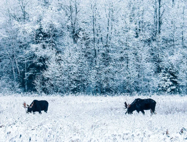 Moose Calendar - Image 13