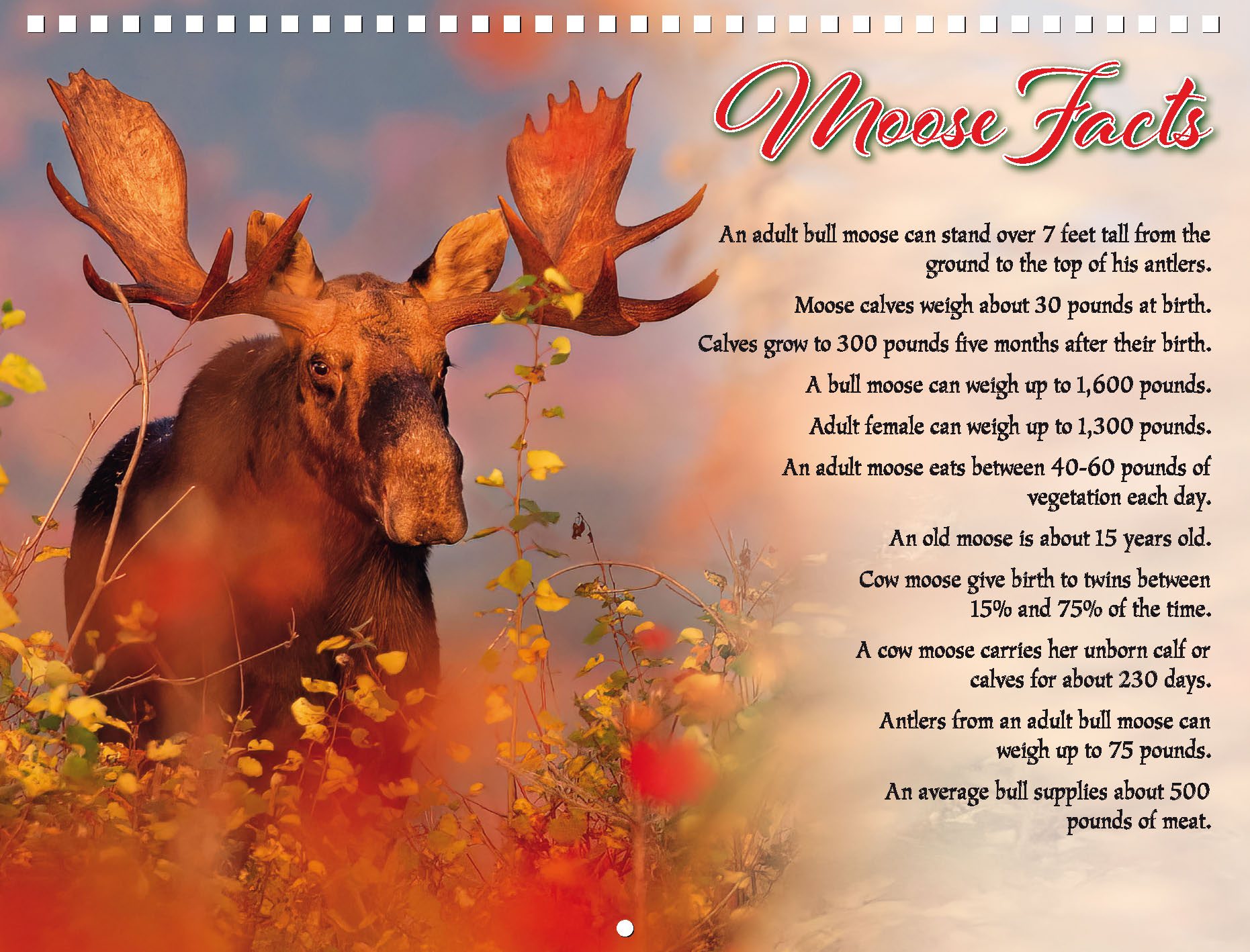 Moose Calendar 2027 - Image 16