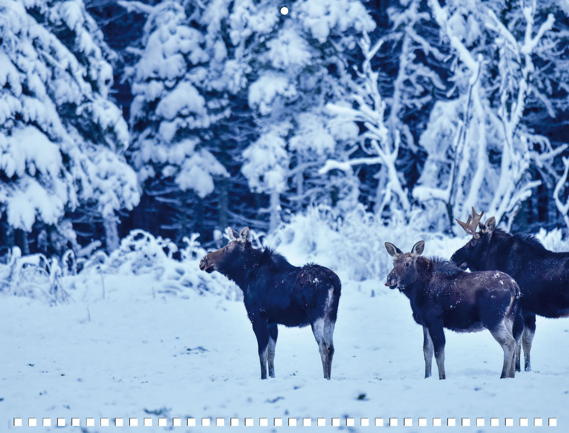 Moose Calendar 2027 - Image 14