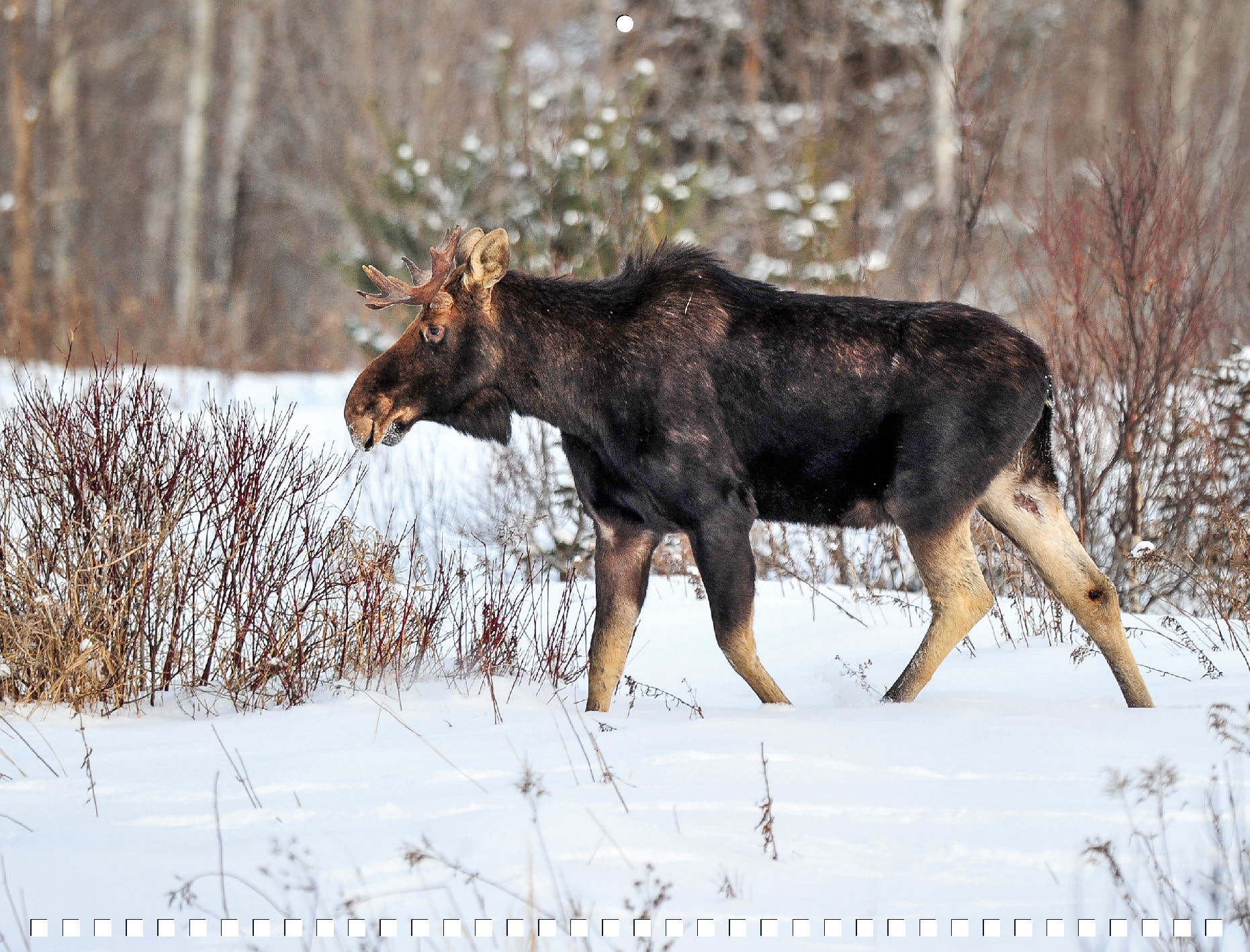Moose Calendar 2027 - Image 13