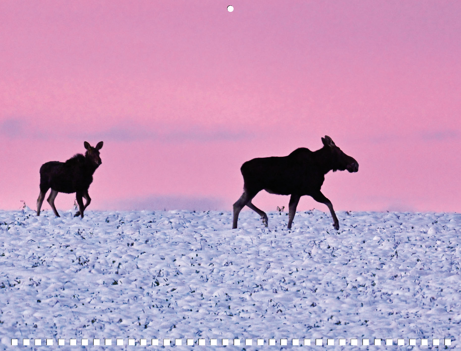 Moose Calendar 2027 - Image 12
