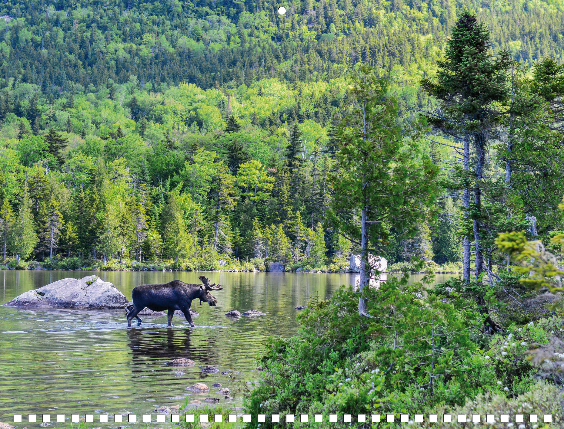 Moose Calendar 2027 - Image 11