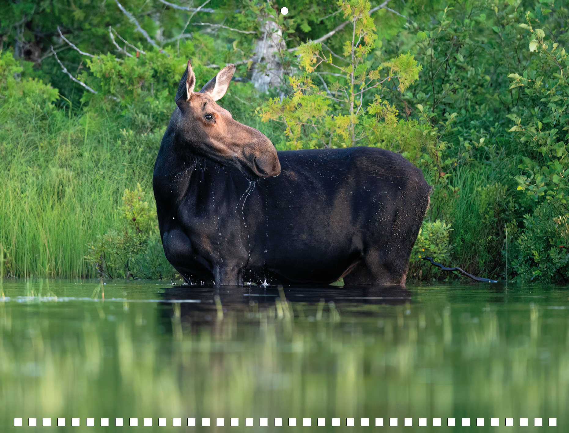 Moose Calendar 2027 - Image 10