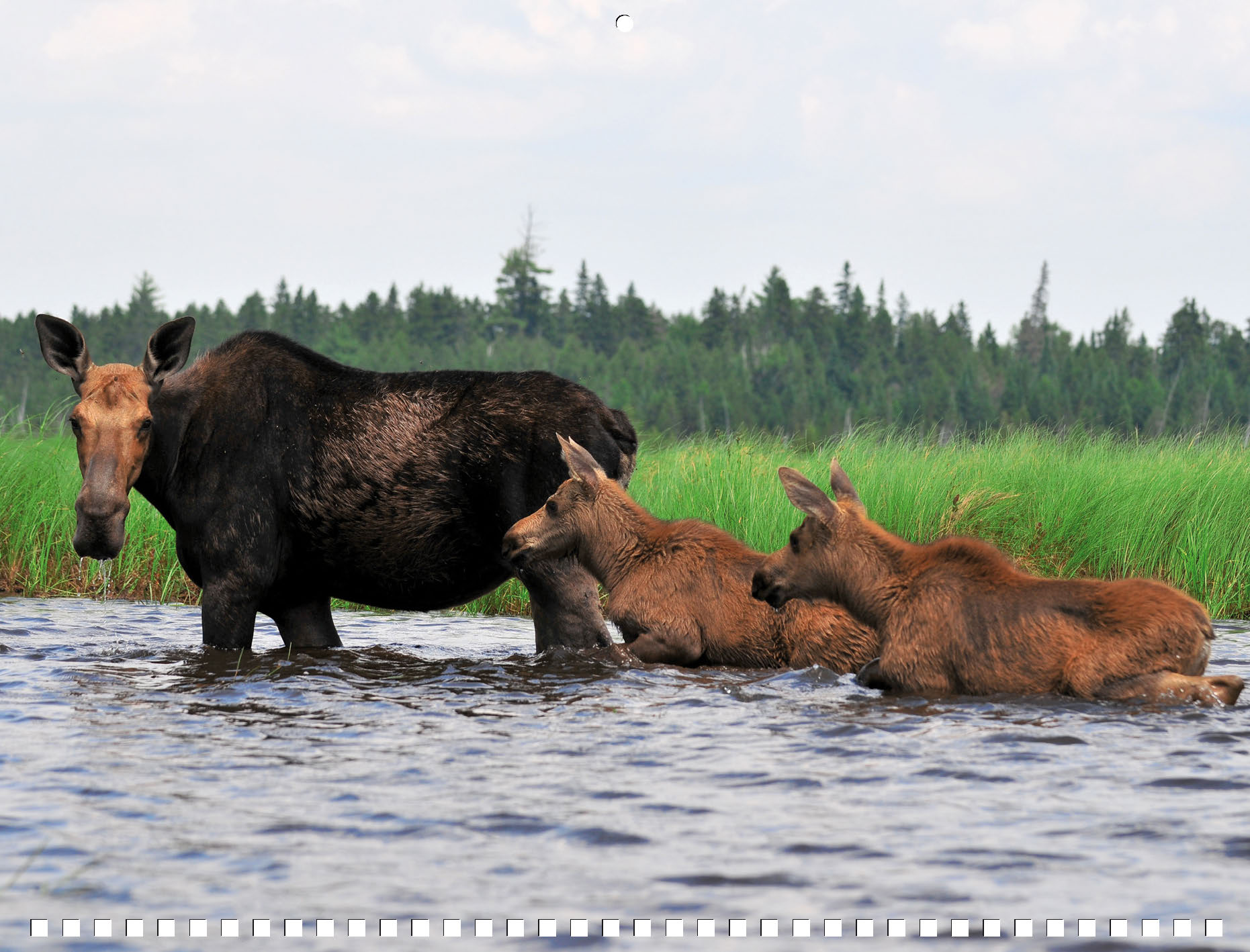 Moose Calendar 2027 - Image 9