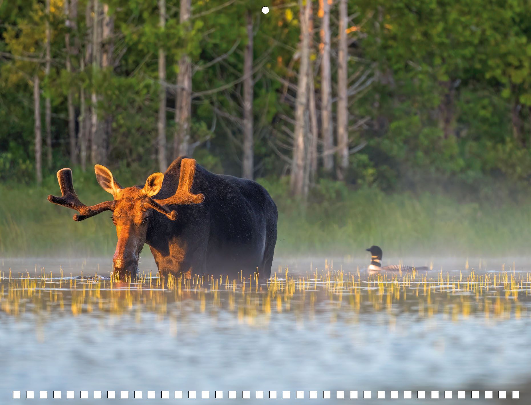 Moose Calendar 2027 - Image 8