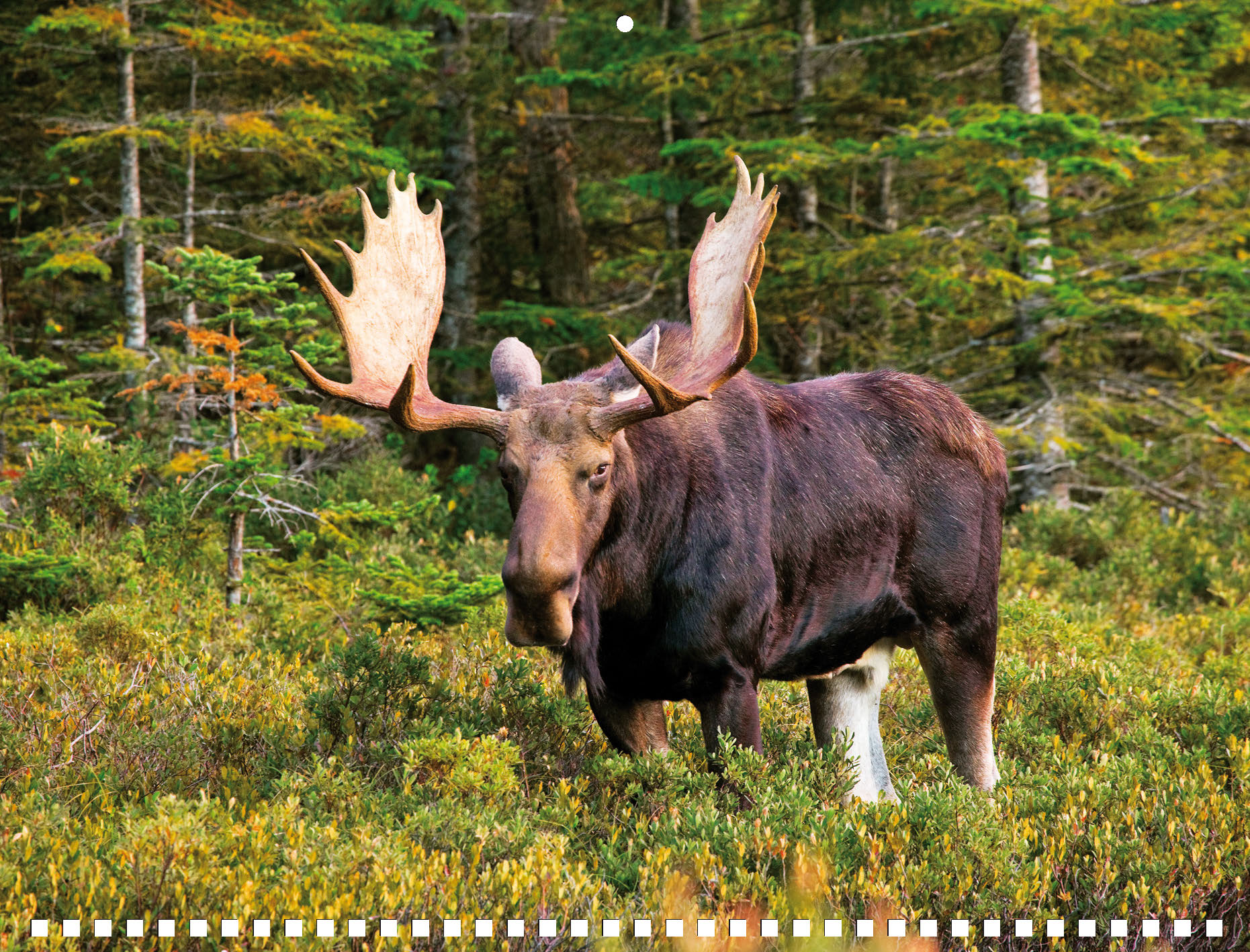 Moose Calendar 2027 - Image 7