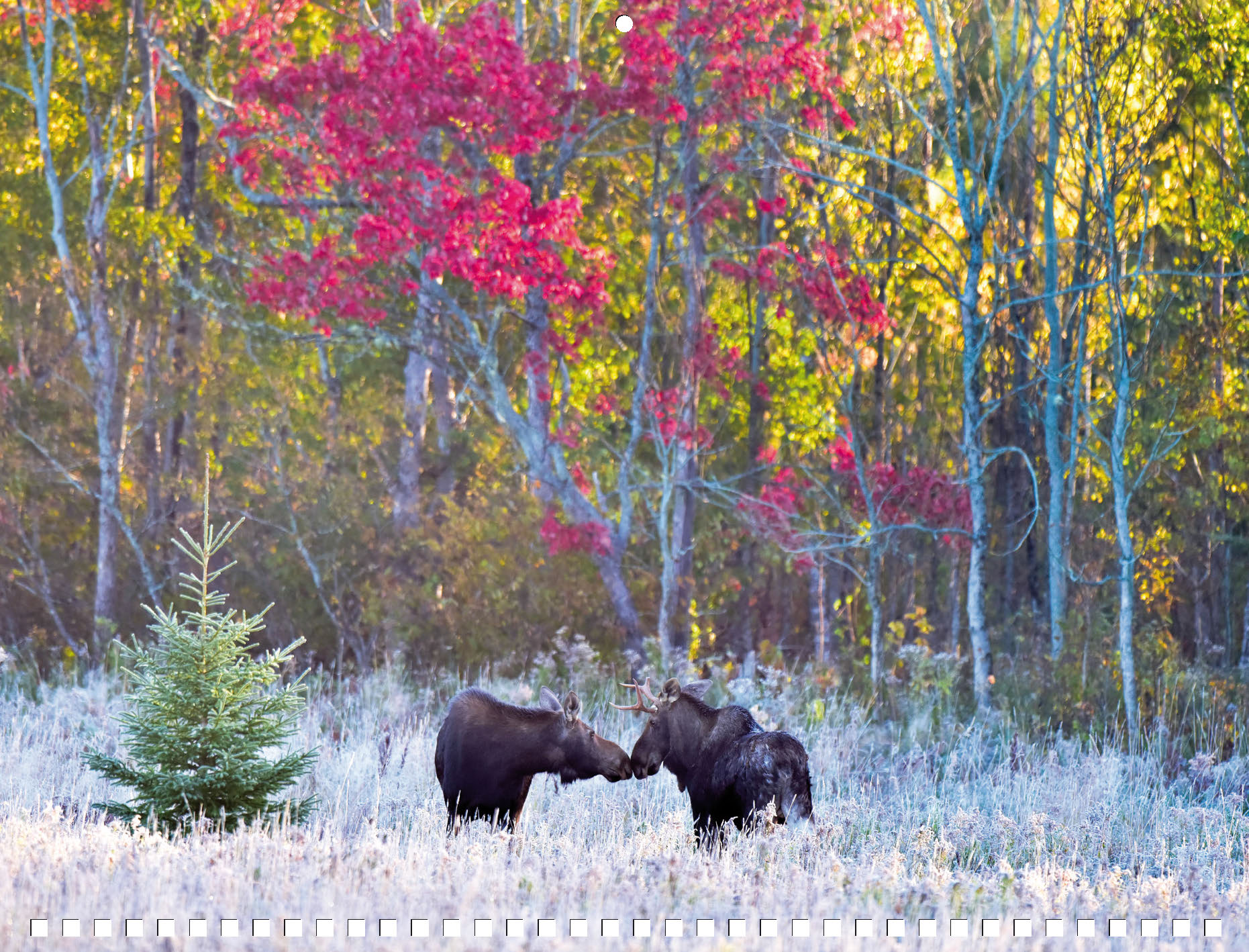 Moose Calendar 2027 - Image 6