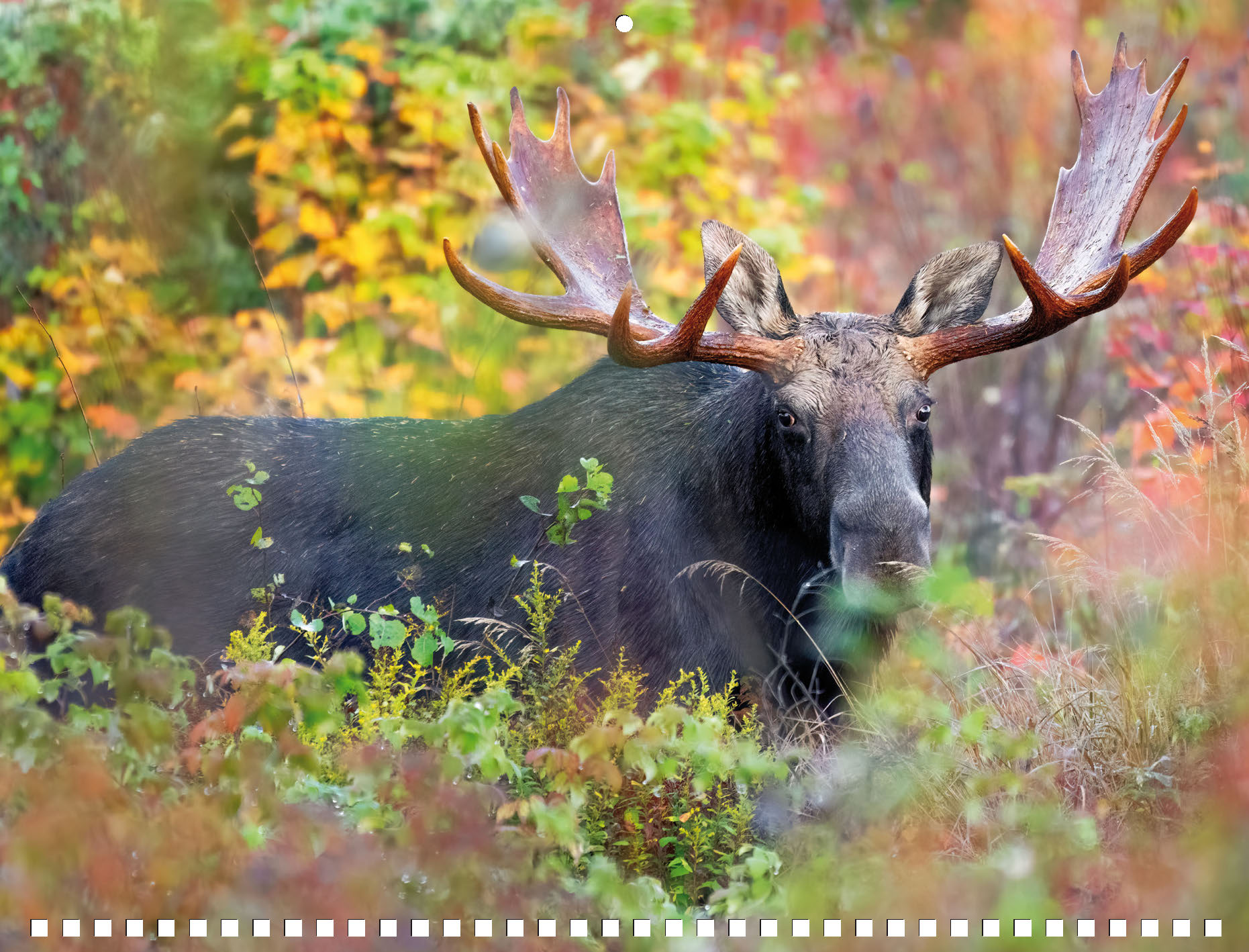 Moose Calendar 2027 - Image 5