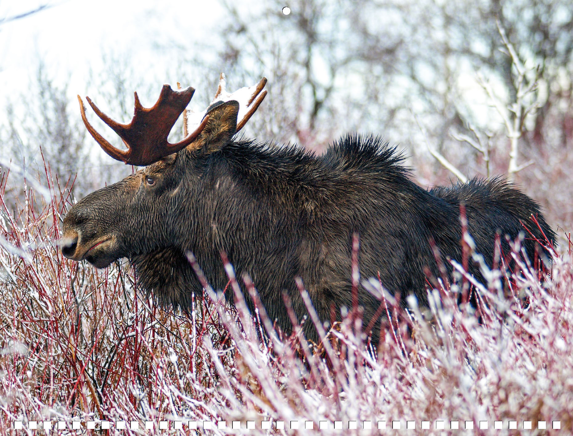 Moose Calendar 2027 - Image 4