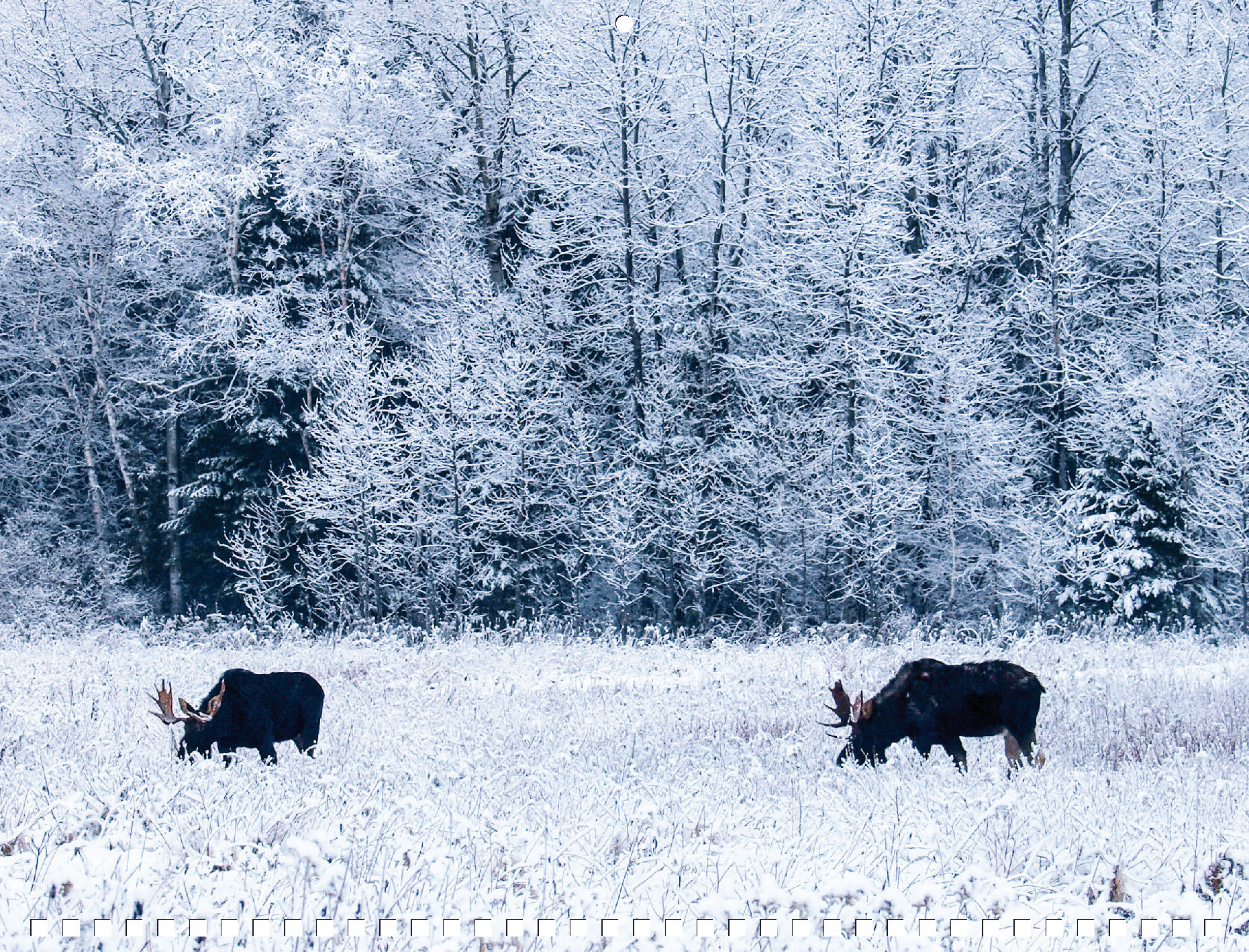 Moose Calendar 2027 - Image 3