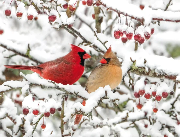 Wildlife and Wilderness Calendar - Image 4