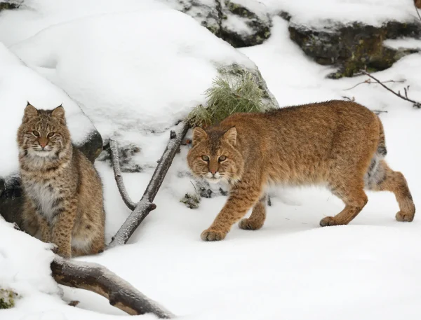 Wildlife and Wilderness Calendar - Image 6