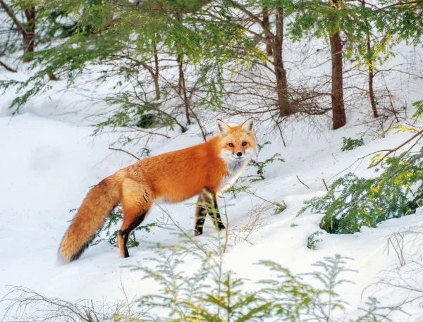 Wildlife and Wilderness Calendar - Image 7