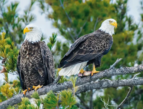 Wildlife and Wilderness Calendar - Image 8
