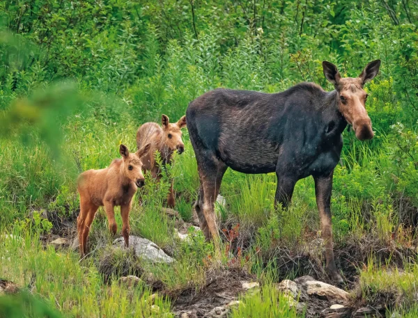 Wildlife and Wilderness Calendar - Image 9