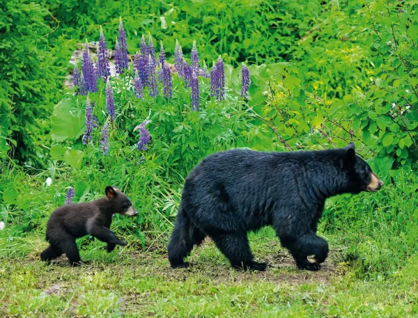Wildlife and Wilderness Calendar - Image 10