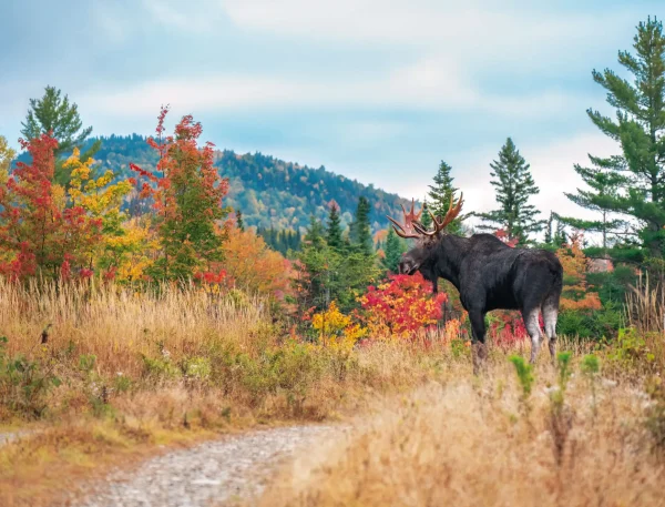 Wildlife and Wilderness Calendar - Image 14
