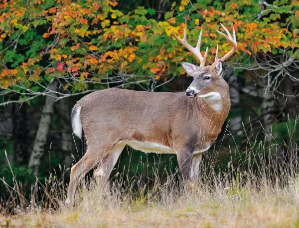 Wildlife and Wilderness Calendar - Image 15