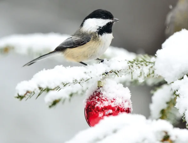 Wildlife and Wilderness Calendar - Image 16
